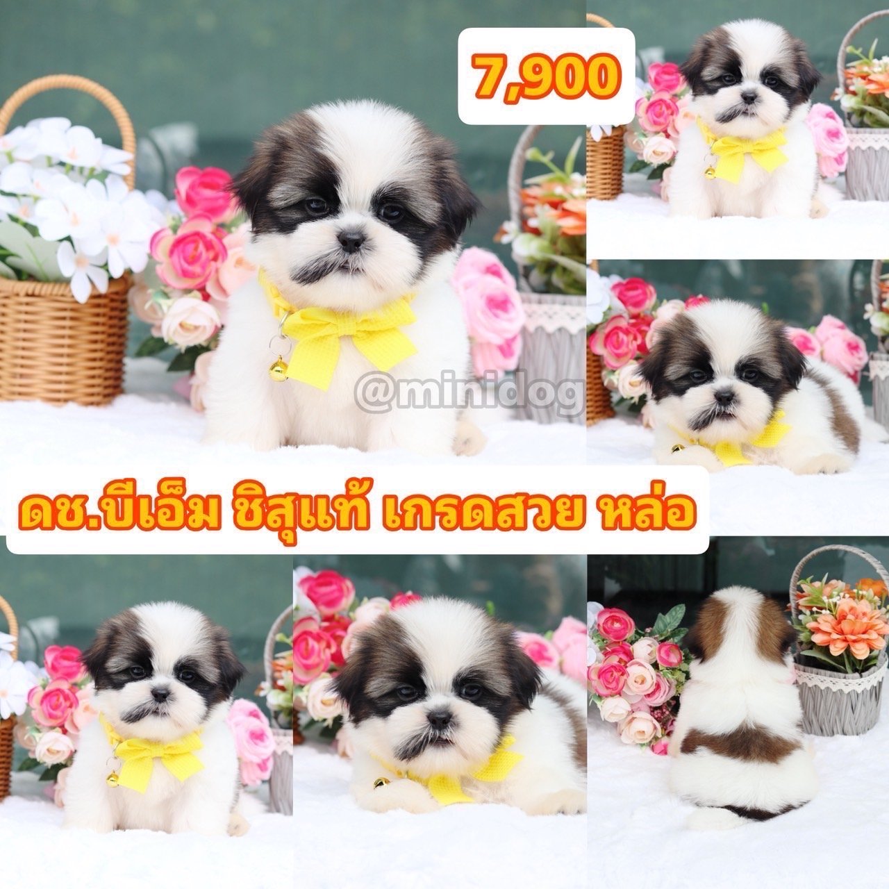 ชิสุแท้เกรดสวย