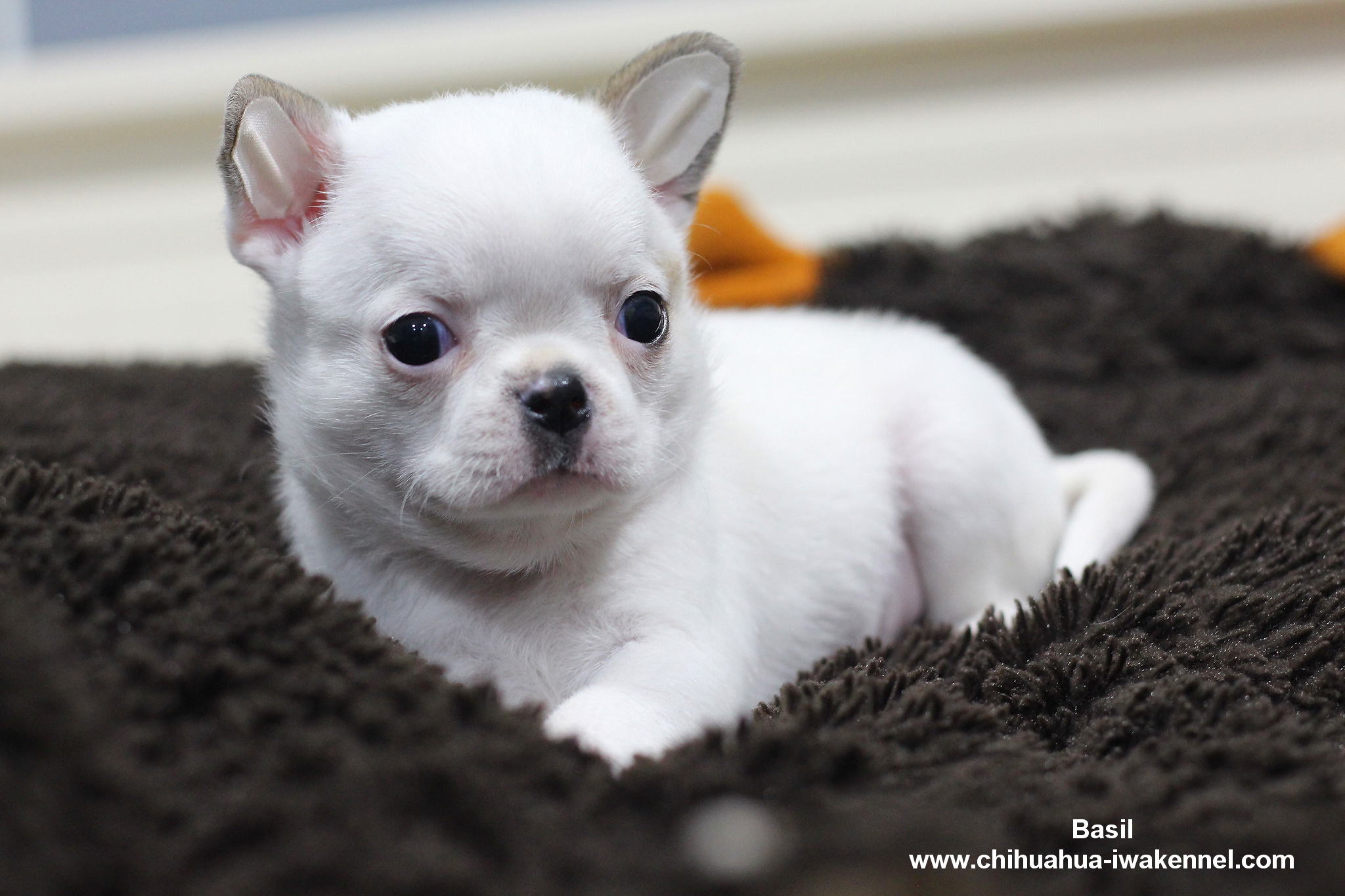 ขายลูกสุนัขชิวาวา