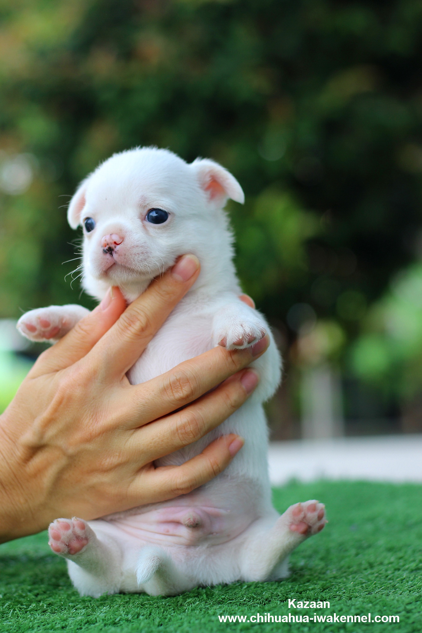 ขายลูกสุนัขชิวาวา