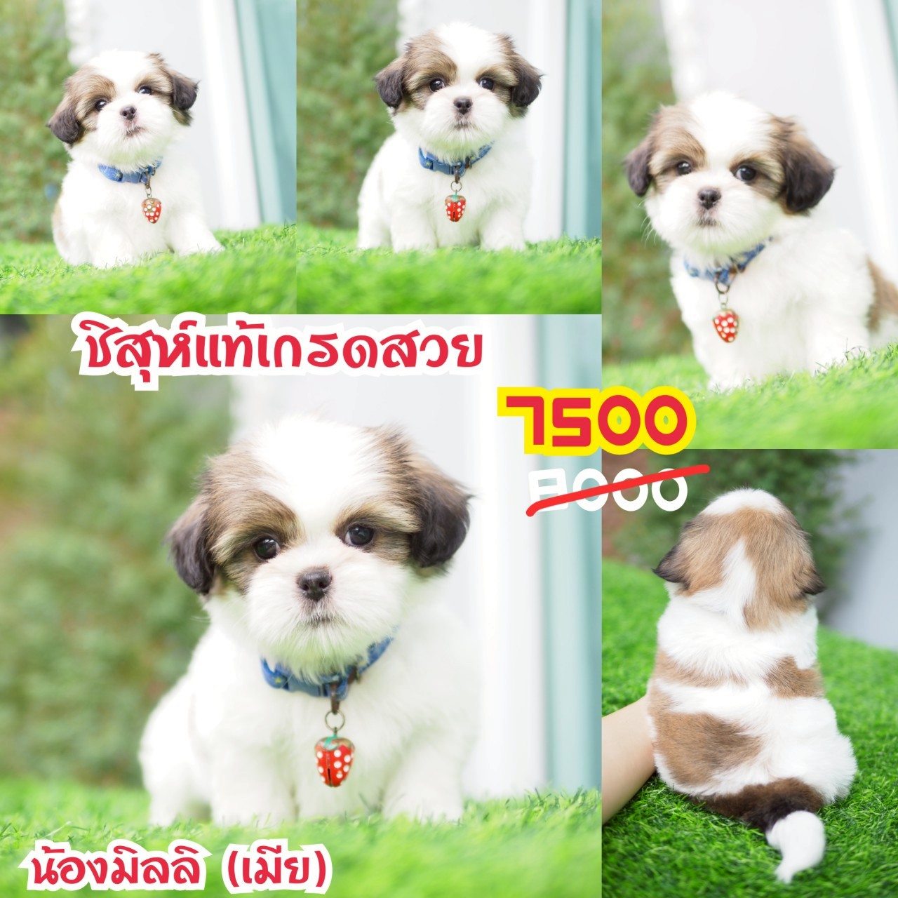 ชิสุห์แท้ กิ๊ฟซ่า
