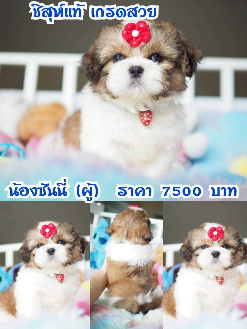 ⛔️กิ๊ฟซ่า ลดทั้งบ้าน
