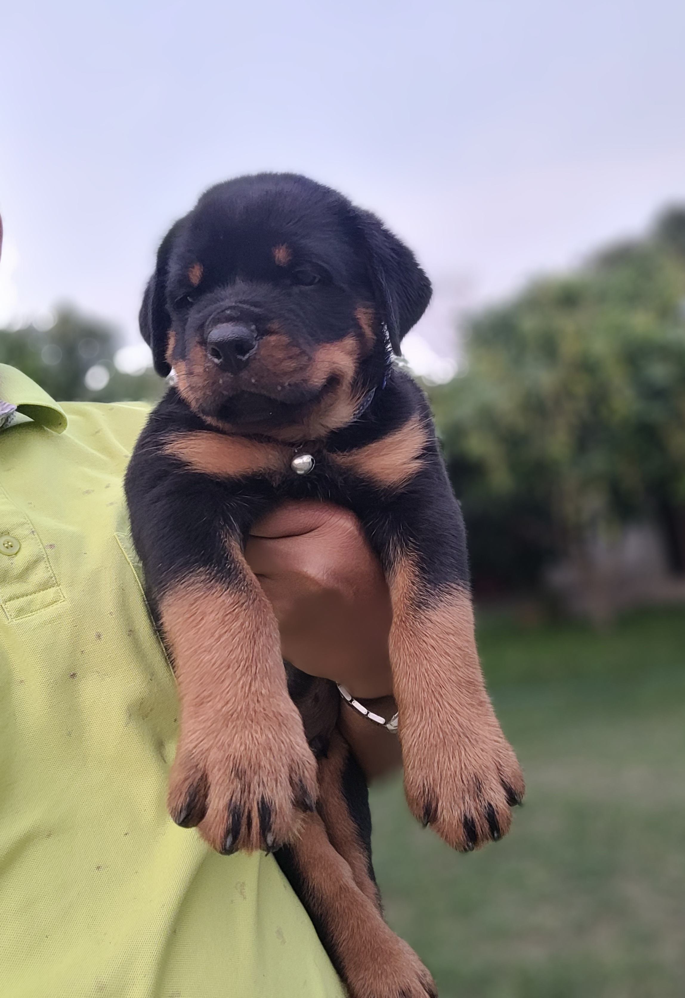 เปิดรับจองลูกสุนัข Rottweiler แท้สายเลือดนำเข้าต่างประเทศ