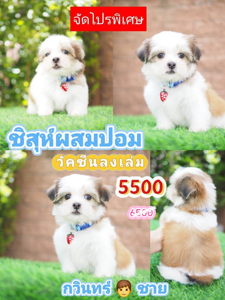 กิ๊ฟซ่า จัดโปร