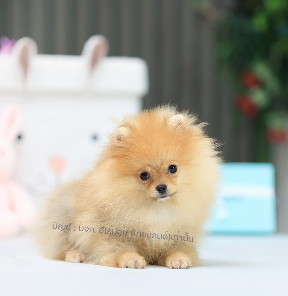 ปอมแท้ ปอมหน้าหมี HRF-10525 เพศชาย สีส้ม อายุ 2 เดือน ขนแน่น ขาใหญ่ กินเก่ง หน้า...
