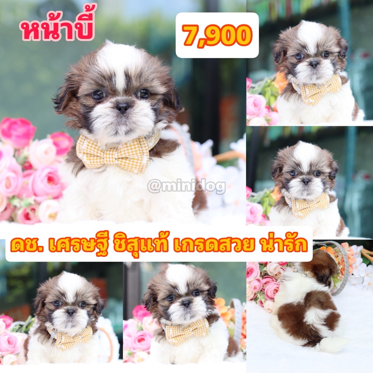 ชิสุแท้เกรดสวย