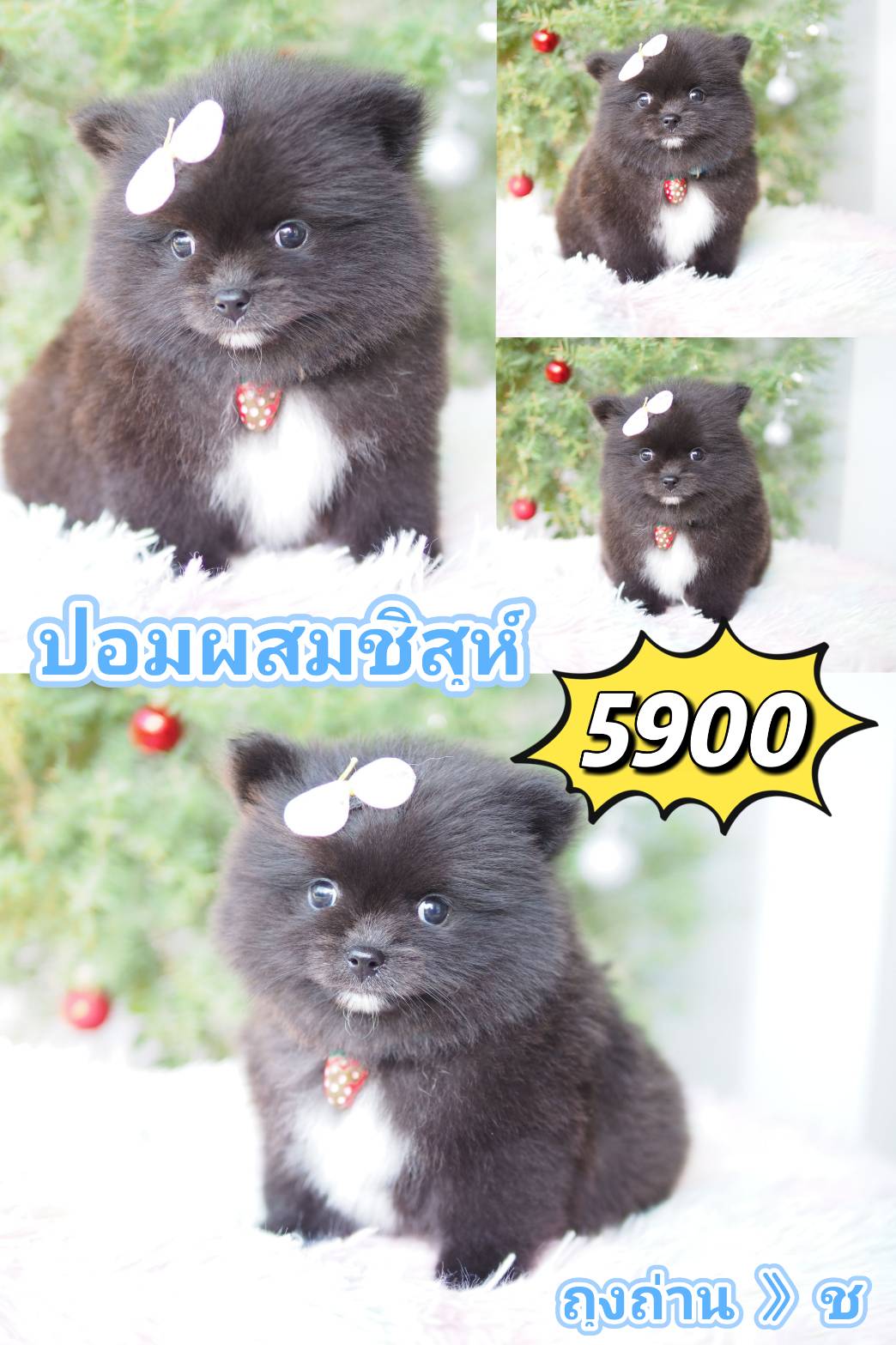 ชิสุ กิ๊ฟซ่า