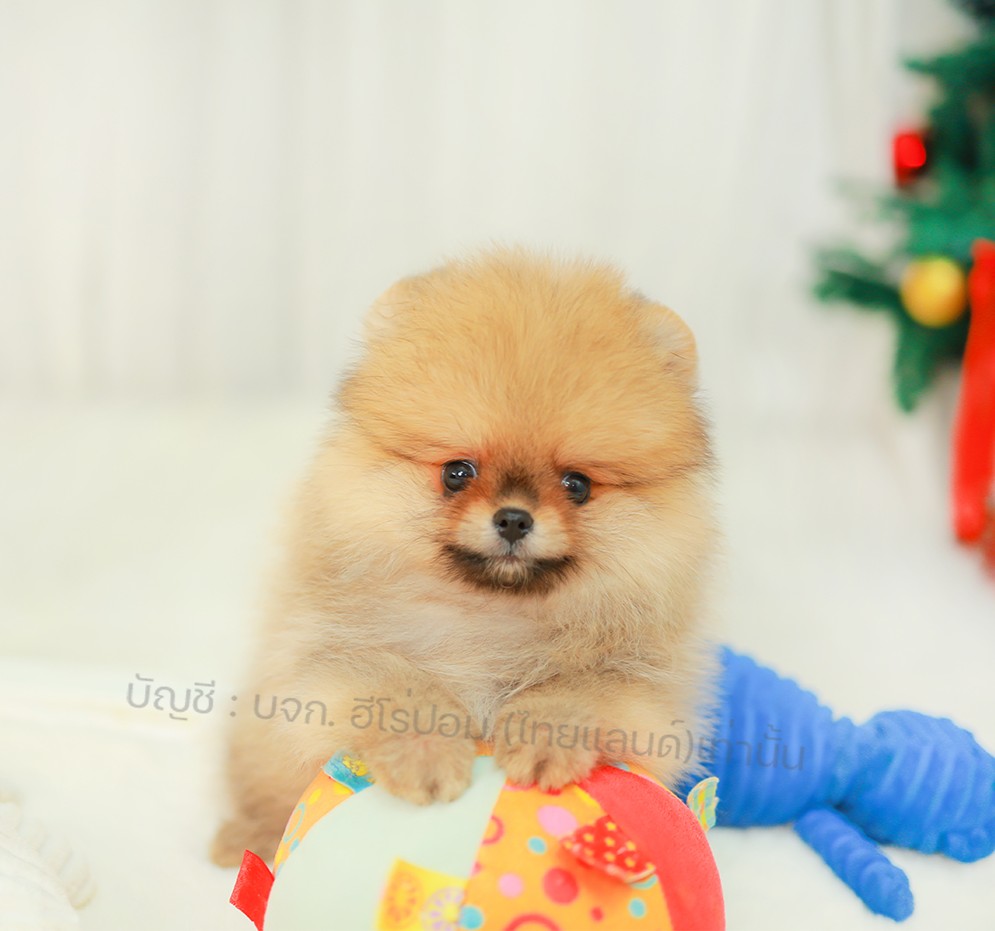ปอมแท้ ปอมหน้าหมี HRM-10720 เพศชาย สีส้ม อายุ 2 เดือน ขนแน่น ขาใหญ่ กินเก่ง หน้า...