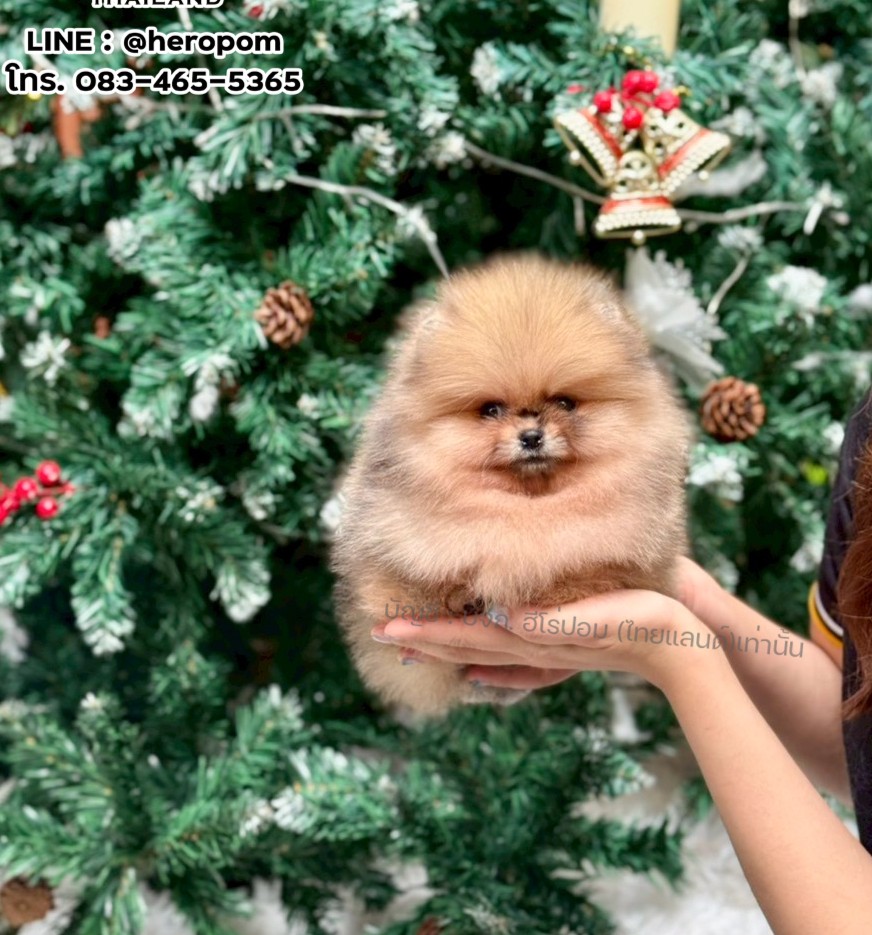 ปอมแท้ ปอมหน้าหมี HRM-10526 เพศชาย สีส้ม ตัวจิ๋วตัวเล็ก แก้มอ้วน น่าฟัดมาก ๆ ตอน...