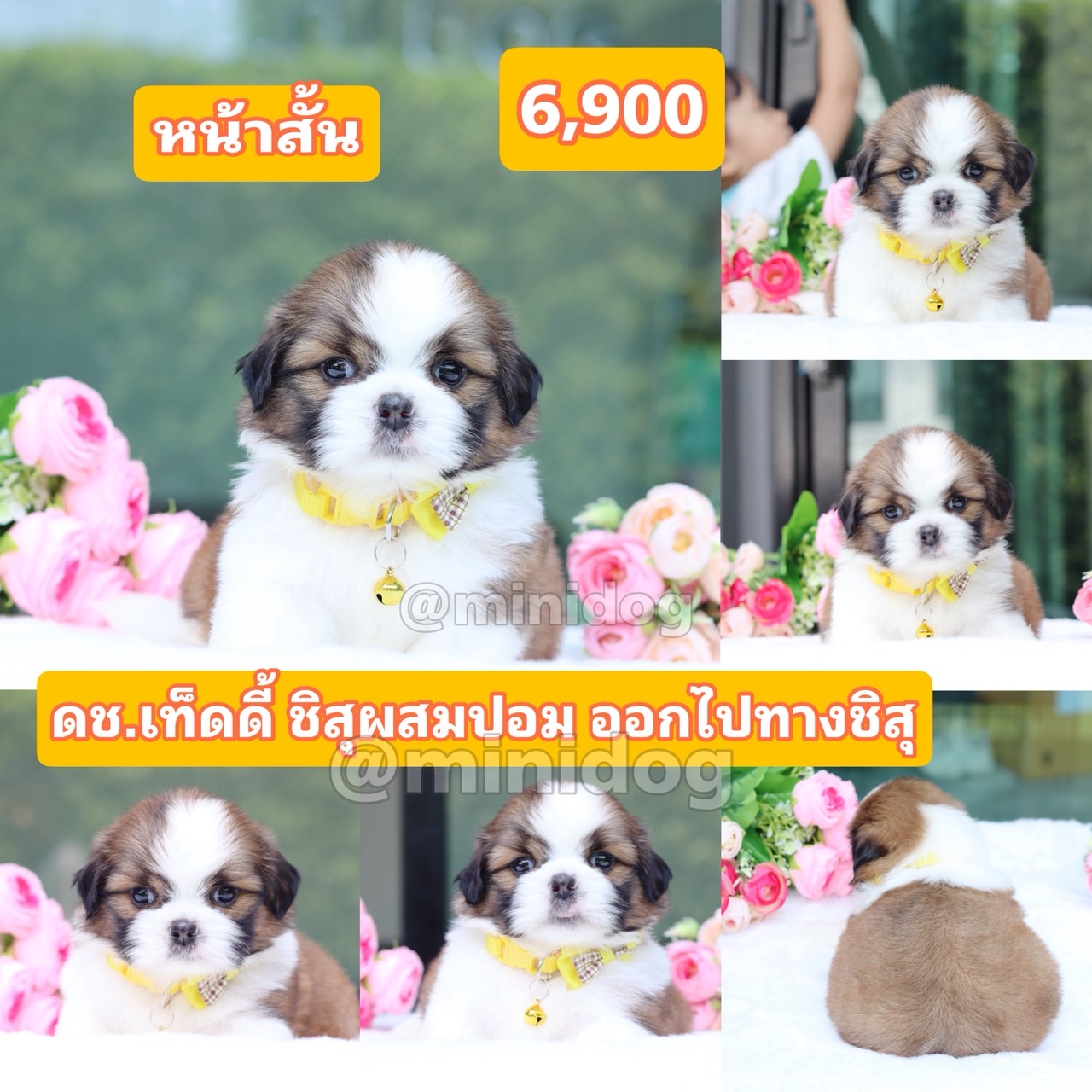 ชิสุผสมปอม