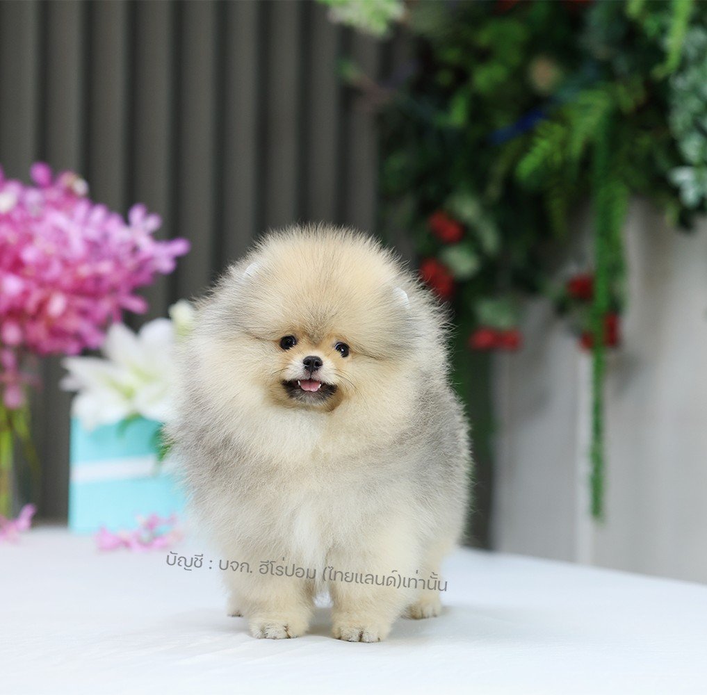 ปอมแท้ ปอมหน้าหมี HRM-10997 เพศชาย สีส้ม อายุ 2 เดือน ขนแน่น ขาใหญ่ กินเก่ง หน้า...