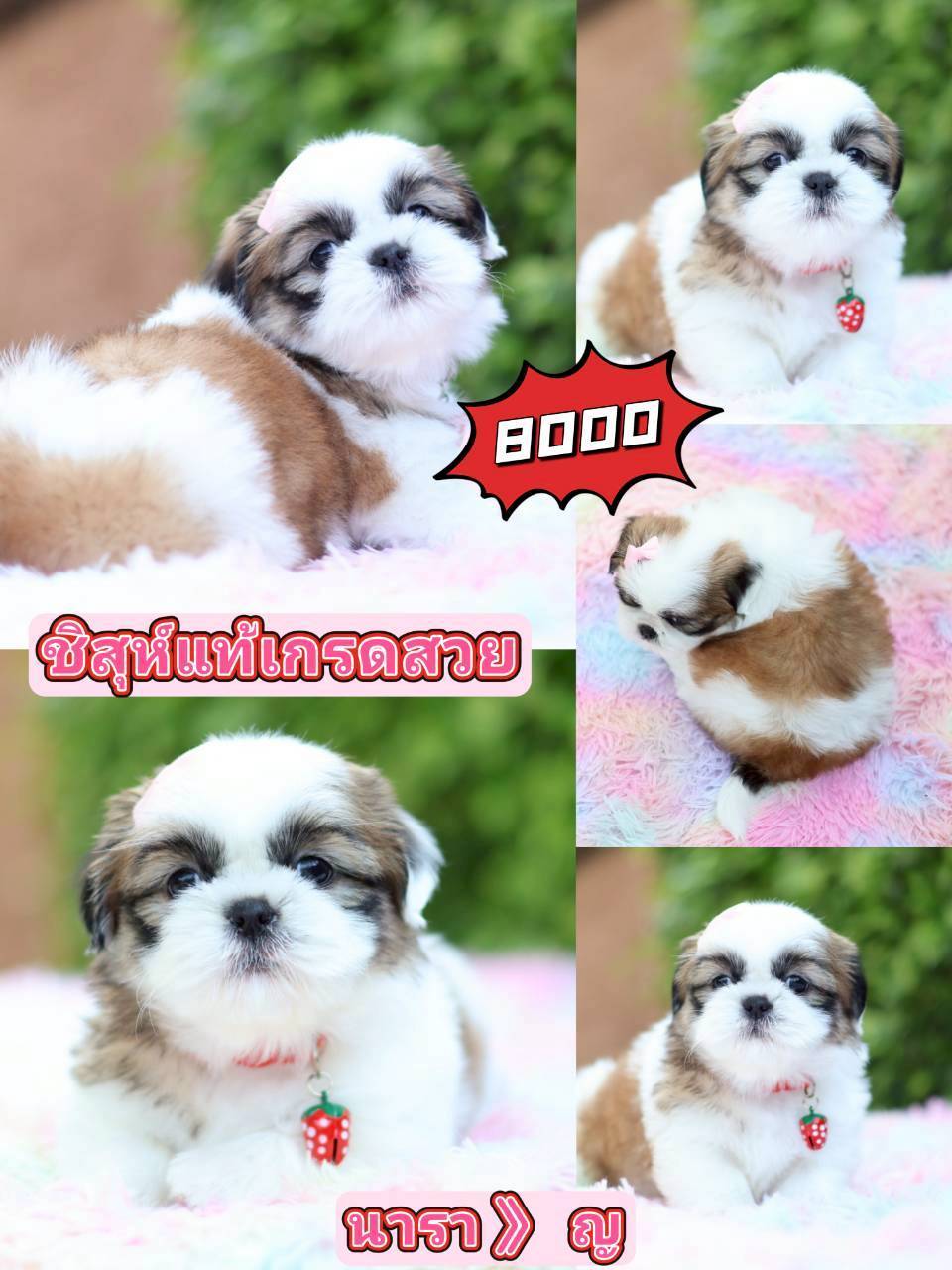 SHIHTZU  KIBZAA