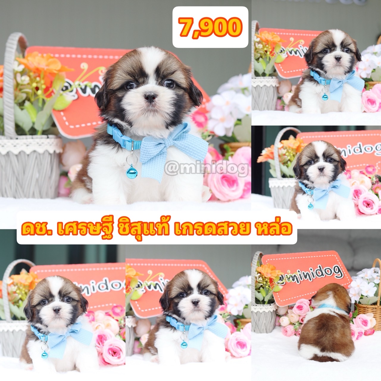ชิสุแท้เกรดสวย
