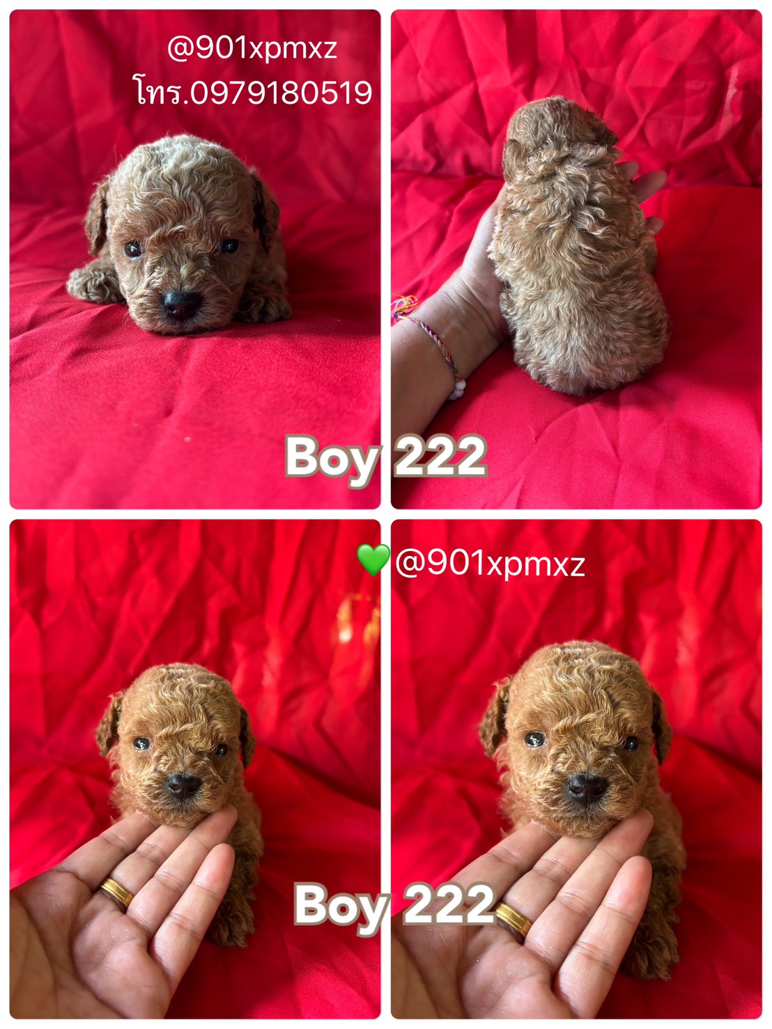 Poodletoy  tiny พุดเดิ้ทอยและไทนี่ ทีคัพ ใหม่ล่าสุด