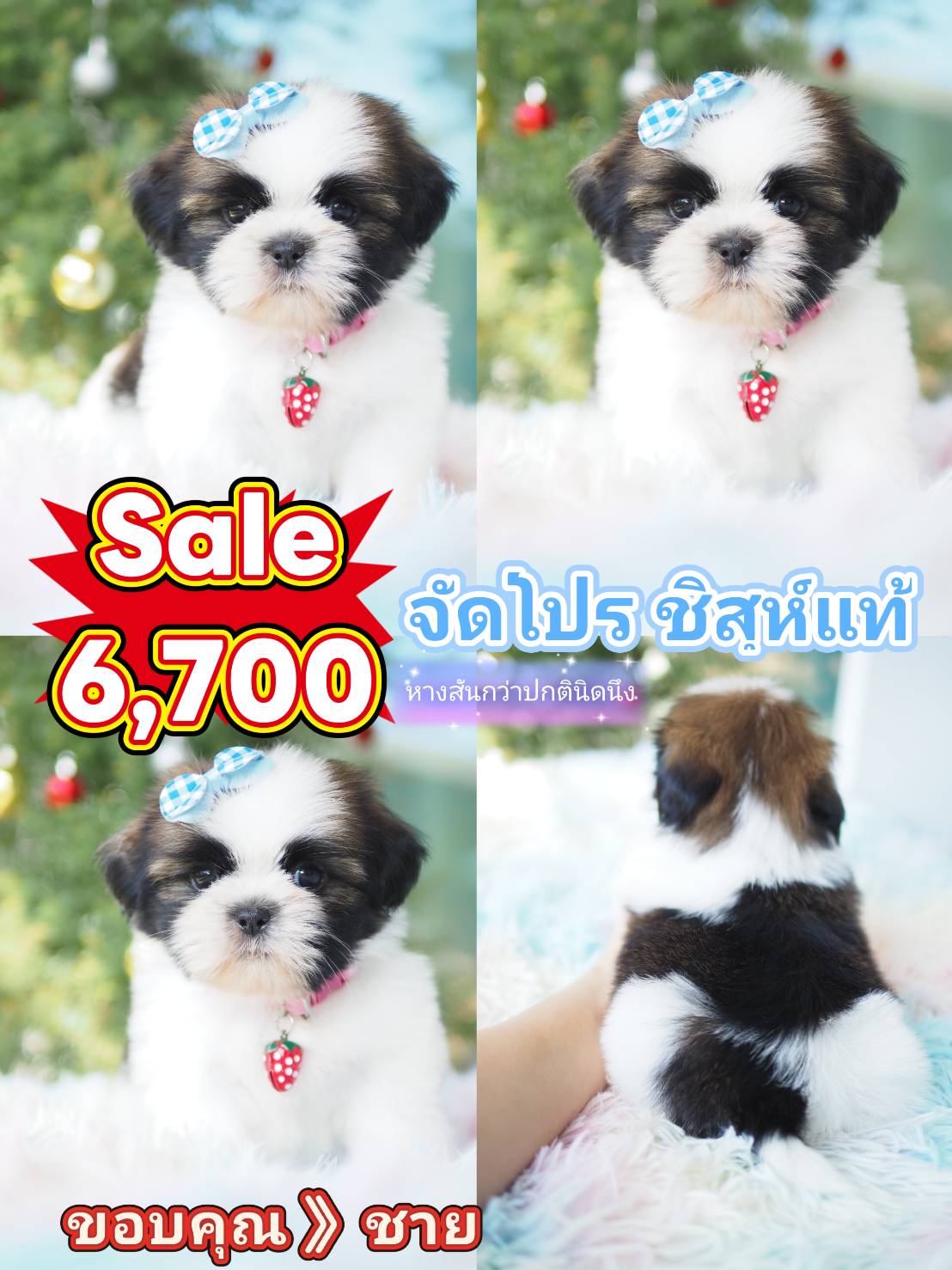 ชิสุห์ โปร 6700