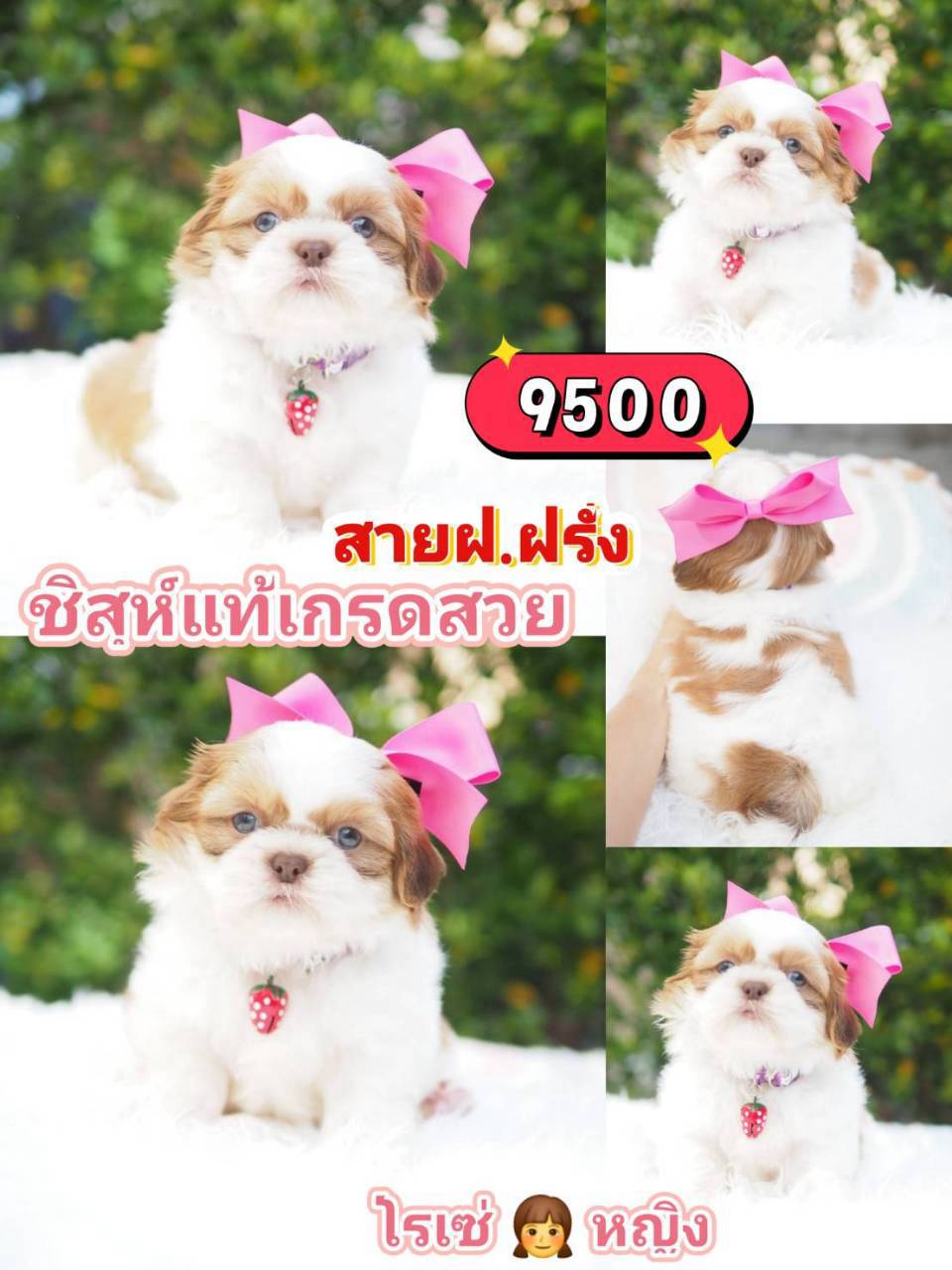 กิ๊ฟซ่า