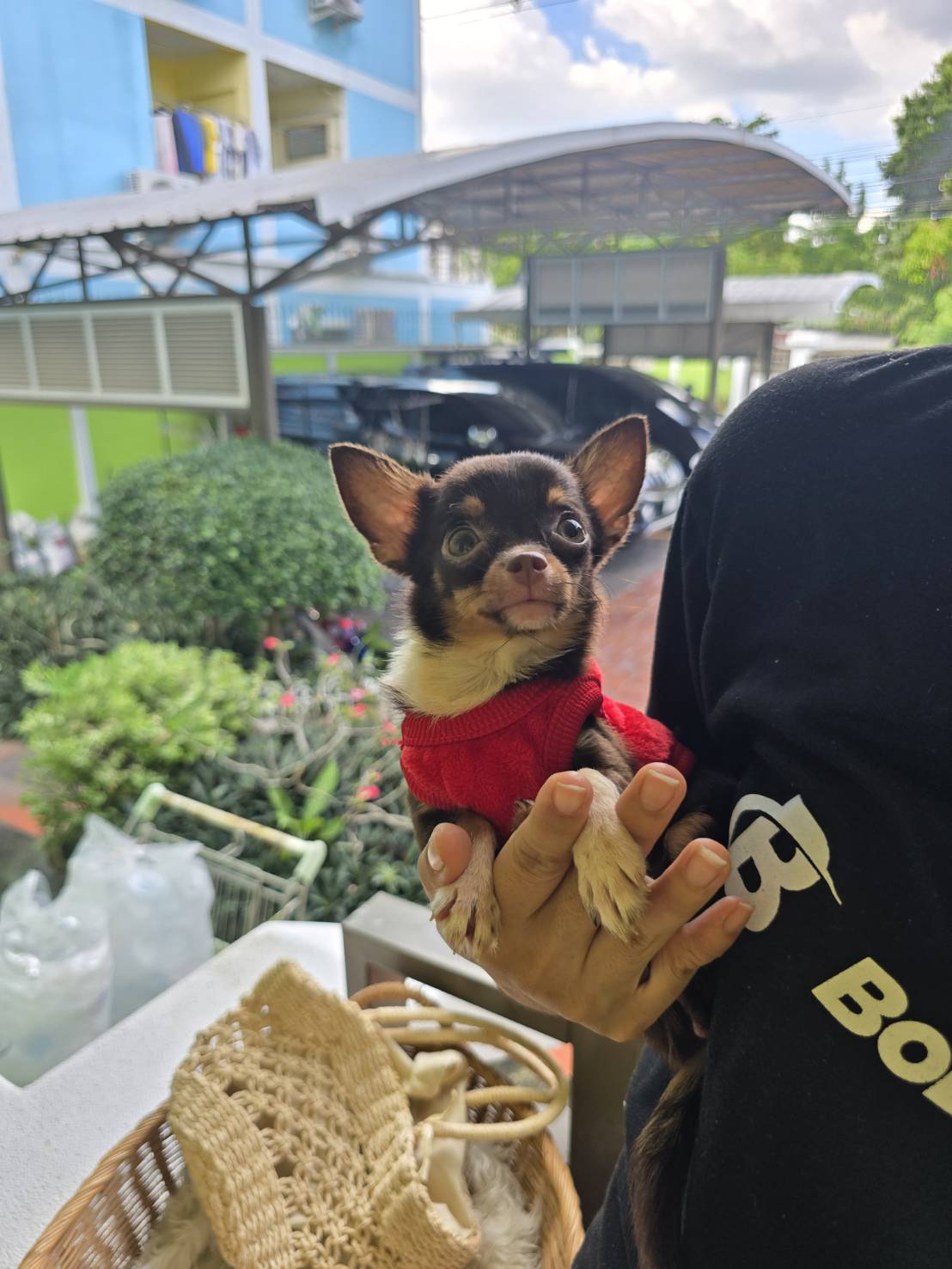 Little Dog's Farm :  สาวน้อยขนสั้นตัวจิ๋ววัย 7เดือน วัคซีนแล้ว แข็งแรง ขี้อ้อนไม...