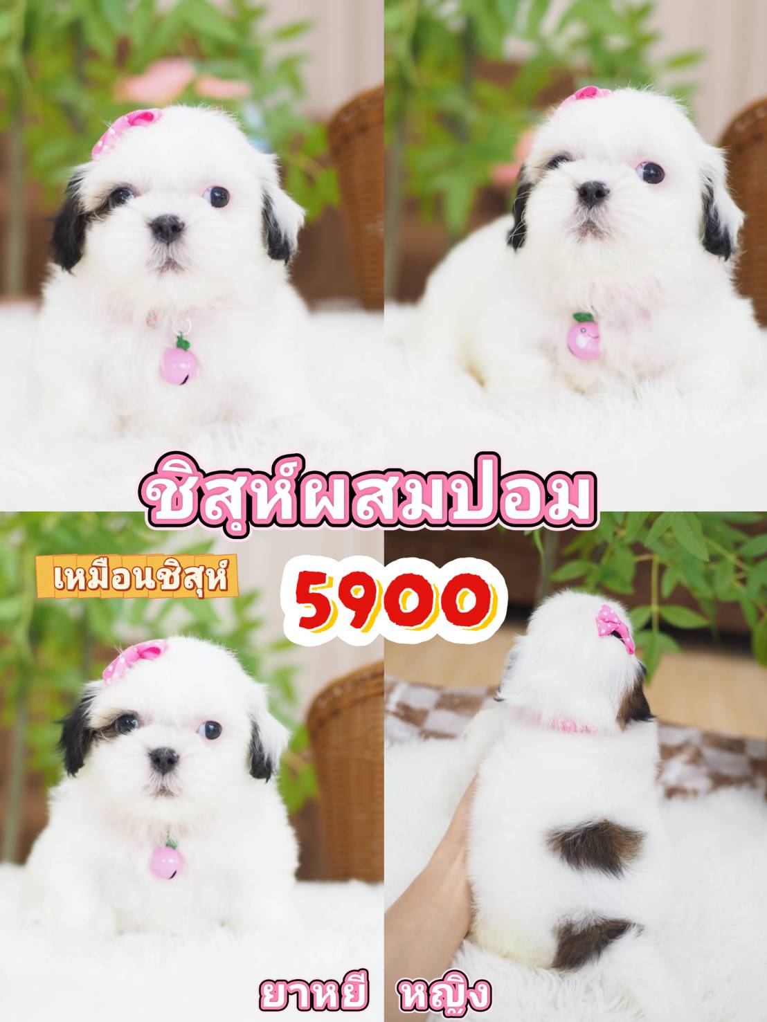 Shihtzu