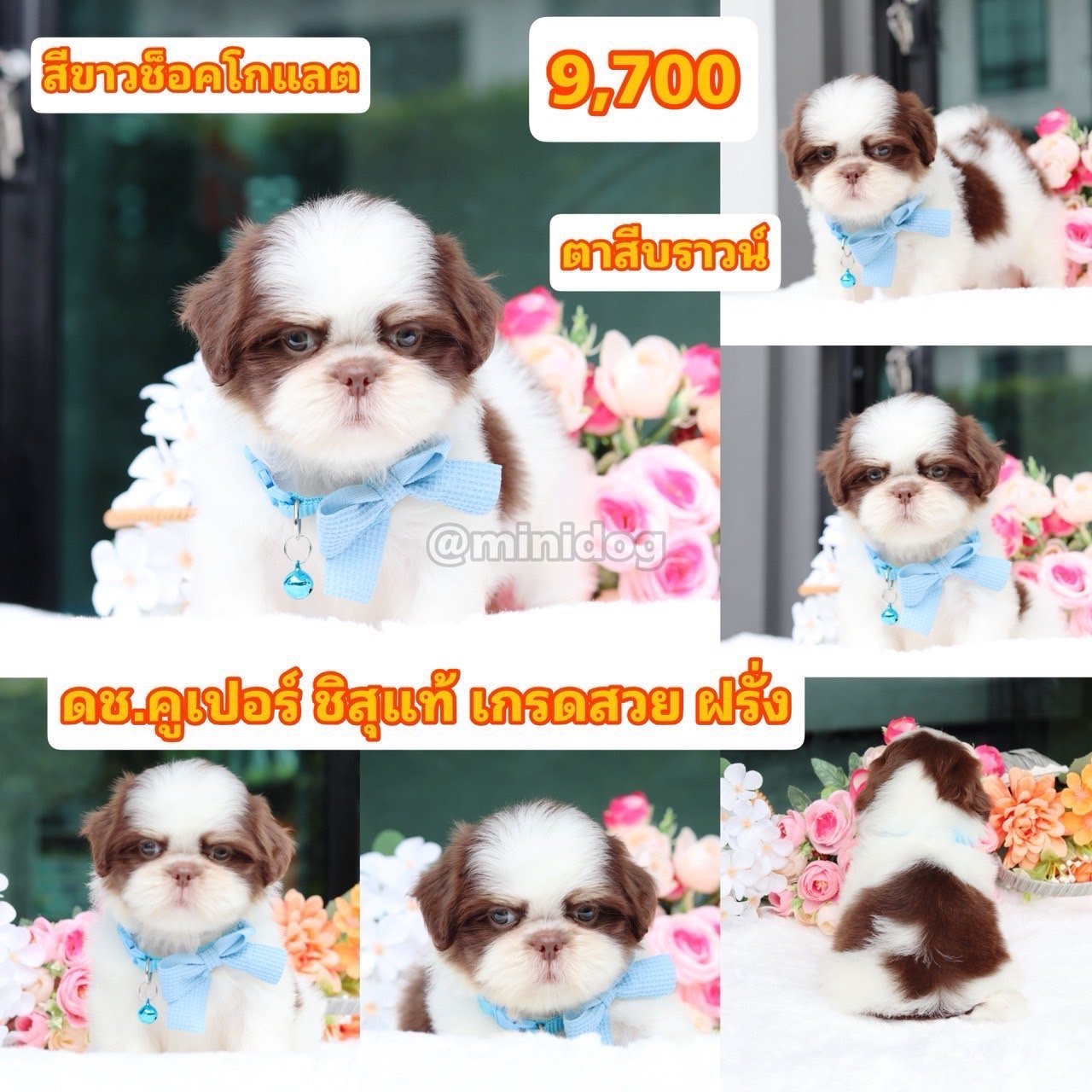 ชิสุแท้เกรดสวย