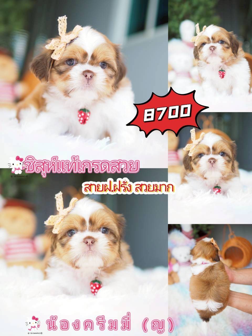 Kibzaa ชิสุห์ พร้อมส่วนลด