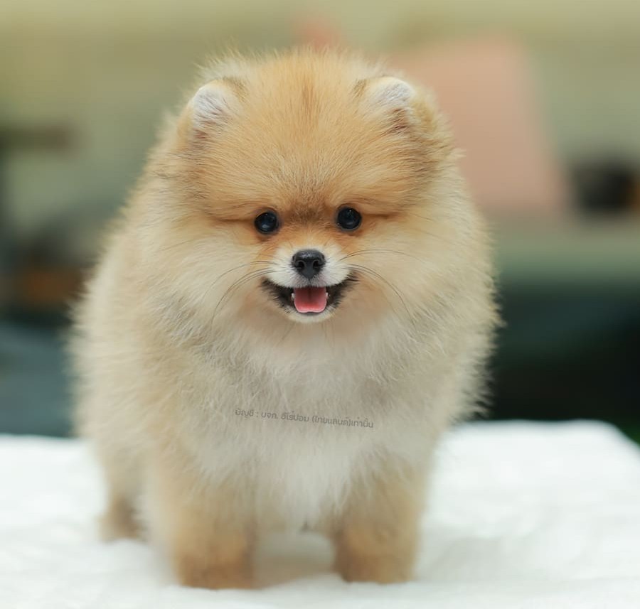 ปอมแท้ ปอมหน้าหมี HRF-10067 เพศหญิง สีส้ม ตัวจิ๋วตัวเล็ก แก้มอ้วน น่าฟัดมาก ๆ ตอ...