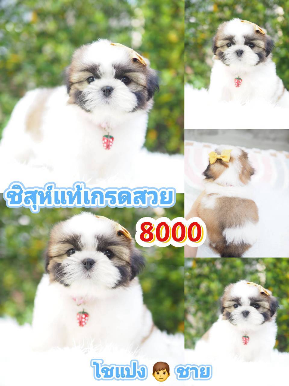 กิ๊ฟซ่า