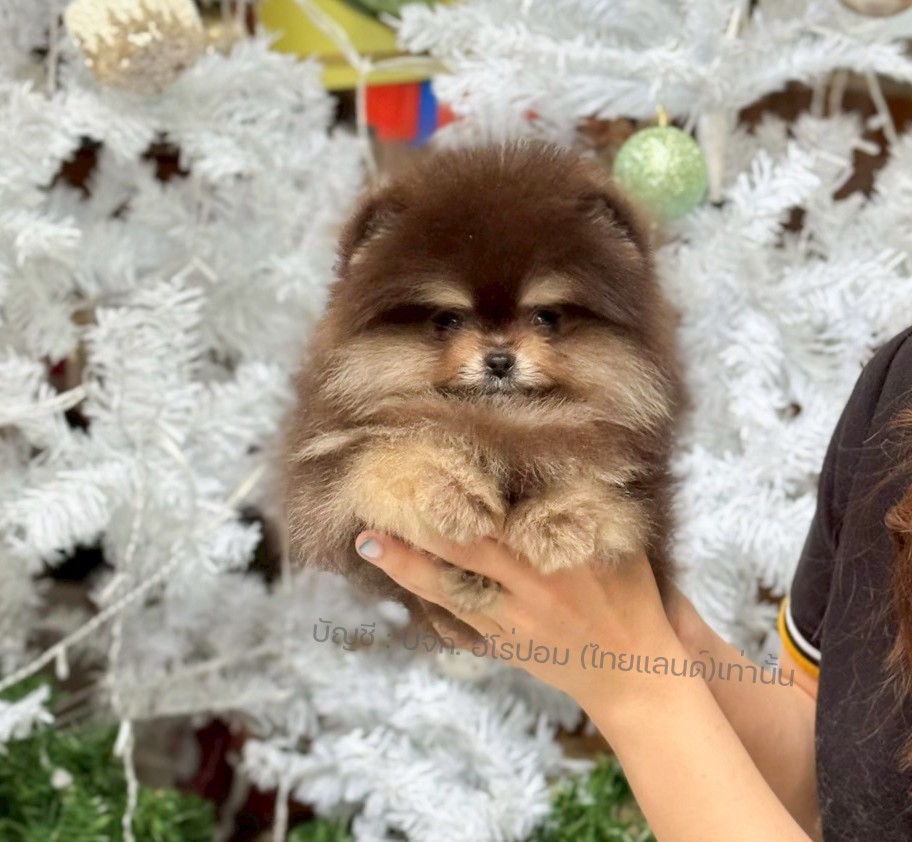 ปอมแท้ ปอมหน้าหมี HRM-10535 เพศชาย สีแบล็คแทน ตัวจิ๋วตัวเล็ก แก้มอ้วน น่าฟัดมาก...