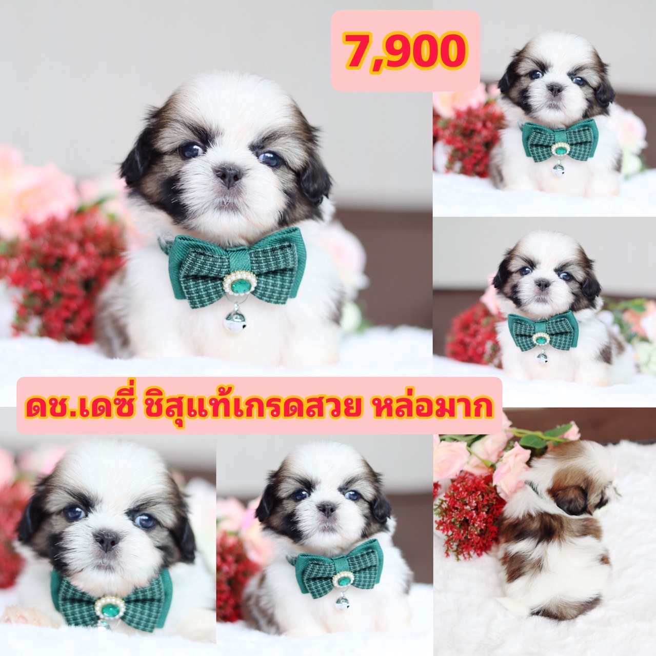 ชิสุแท้เกรดสวย