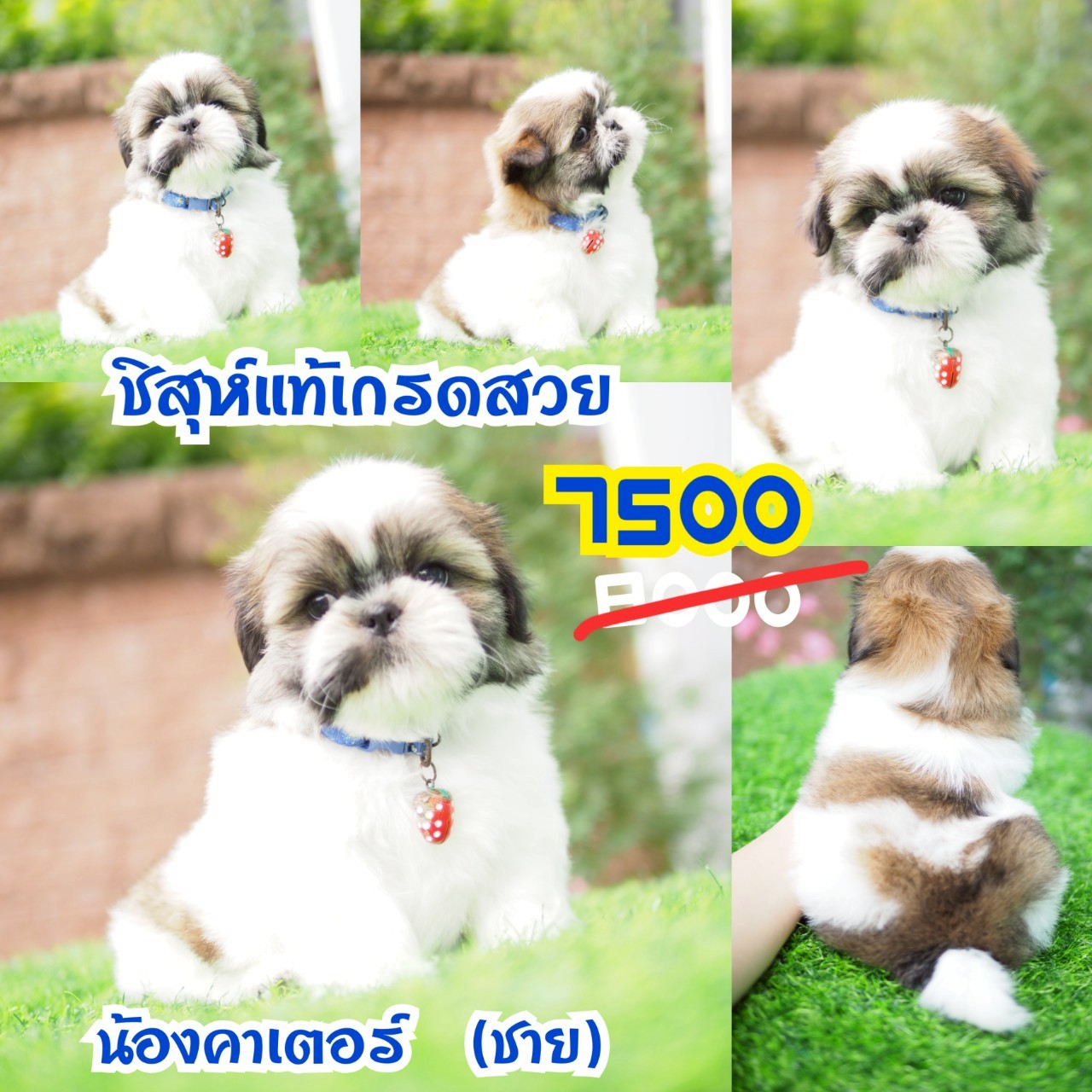 ชิสุห์แท้ กิ๊ฟซ่า