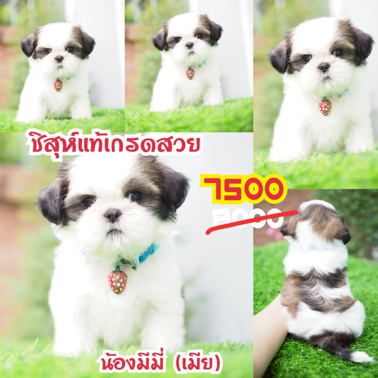 ชิสุห์แท้ กิ๊ฟซ่า