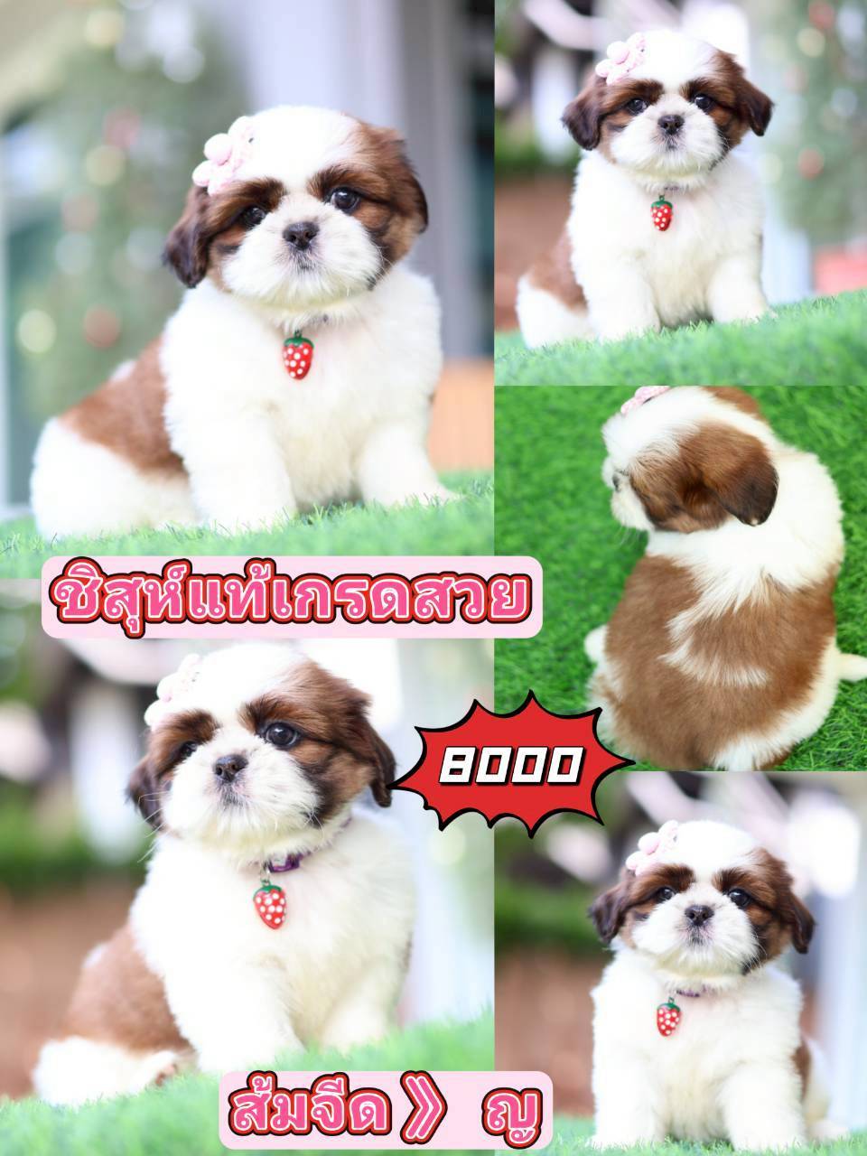 Kibzaa Shihtzu