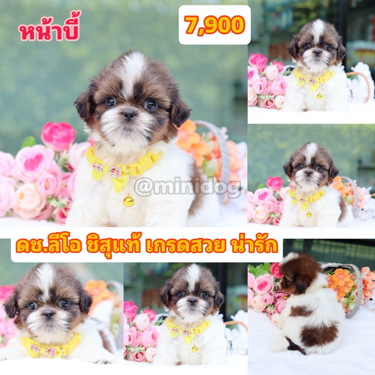 ชิสุแท้เกรดสวย