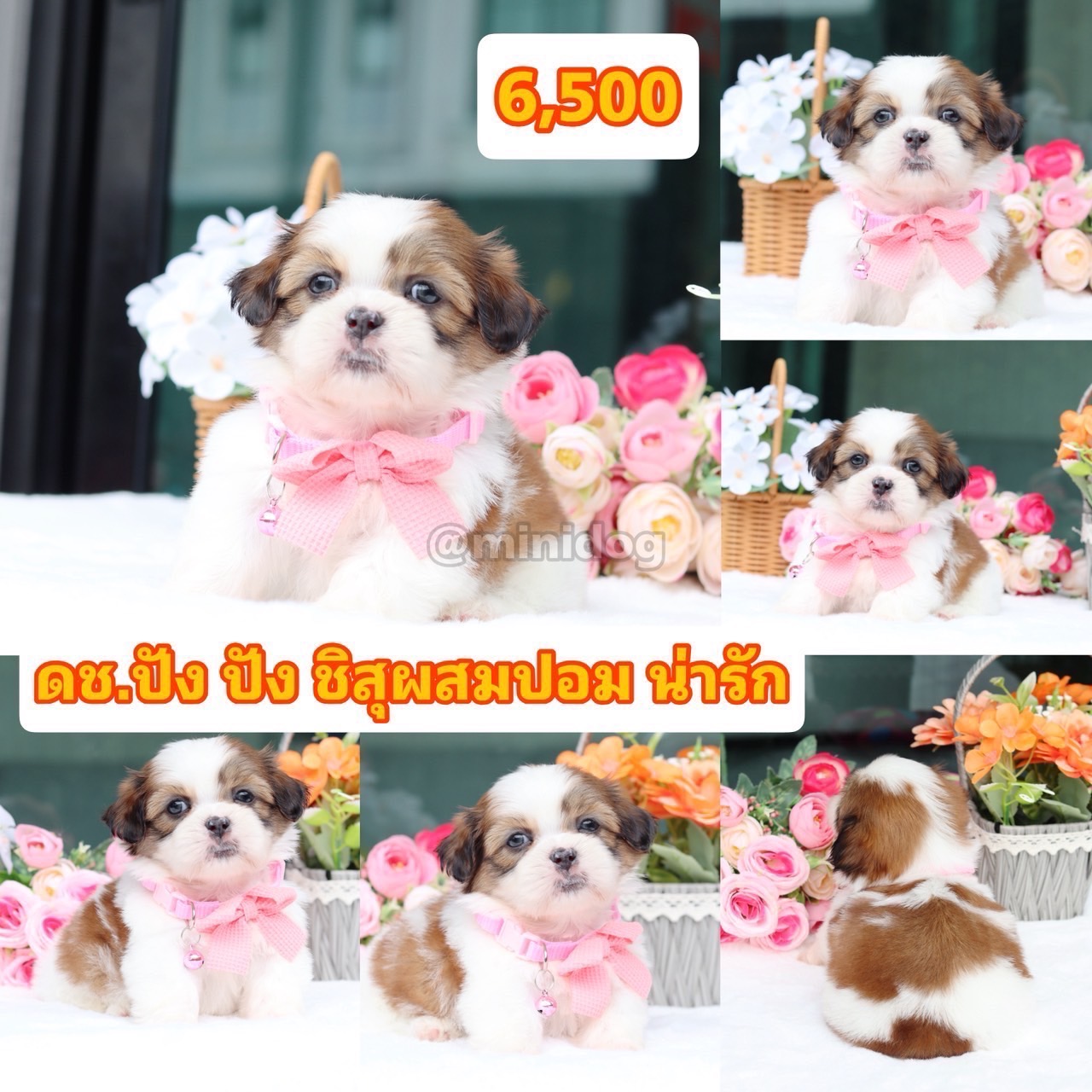 ชิสุผสมปอม