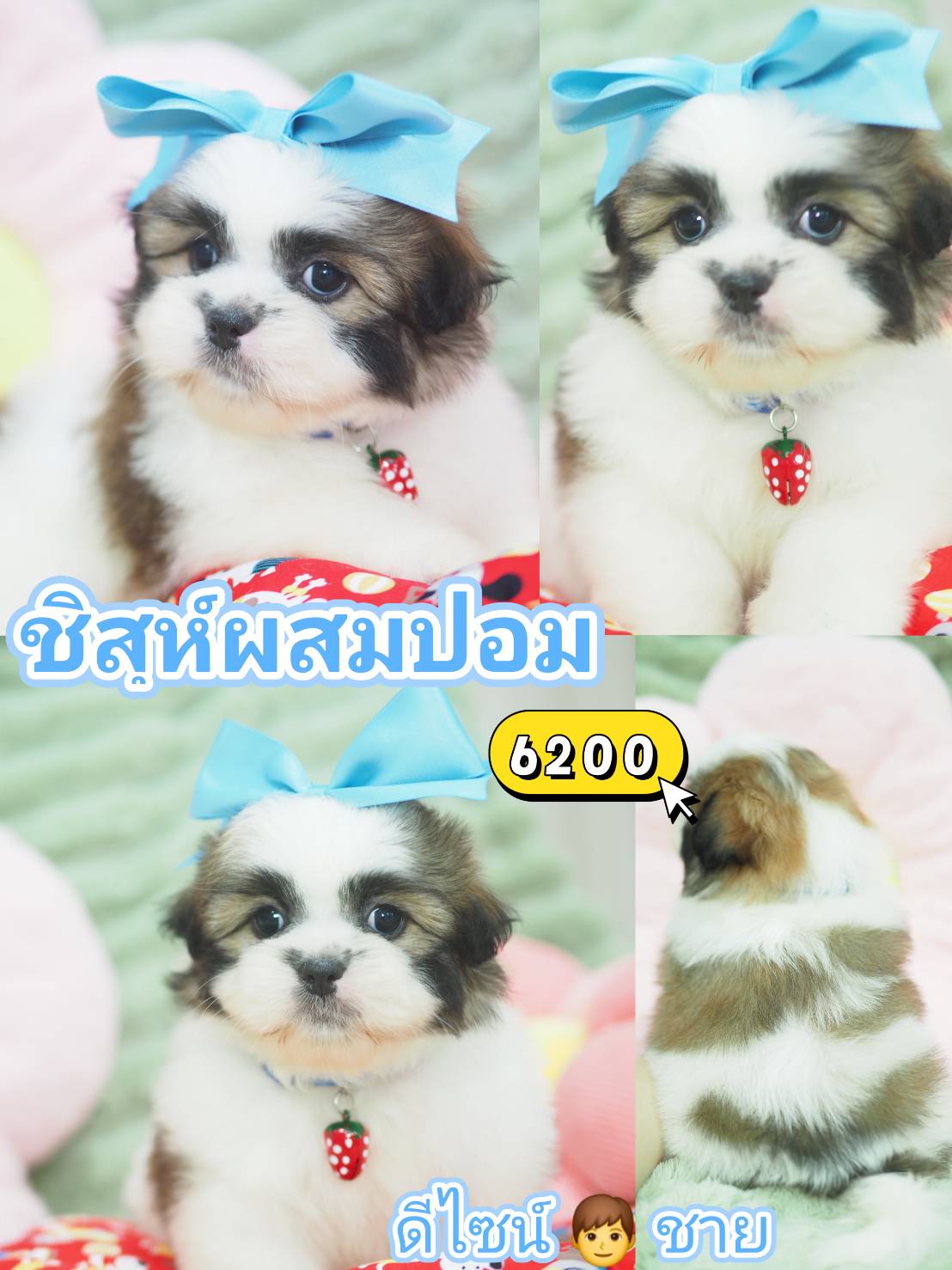 ชิสุผสมปอม