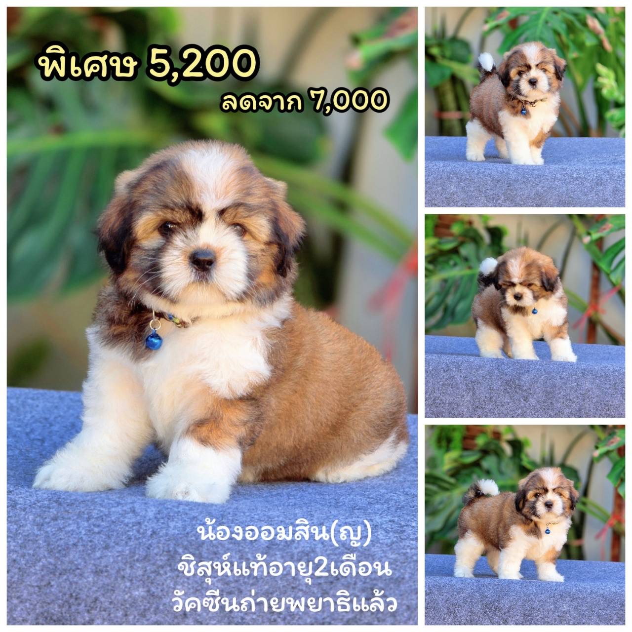 ชิสุแท้ เพศเมียพร้อมย้ายบ้าน มีบริการส่ง