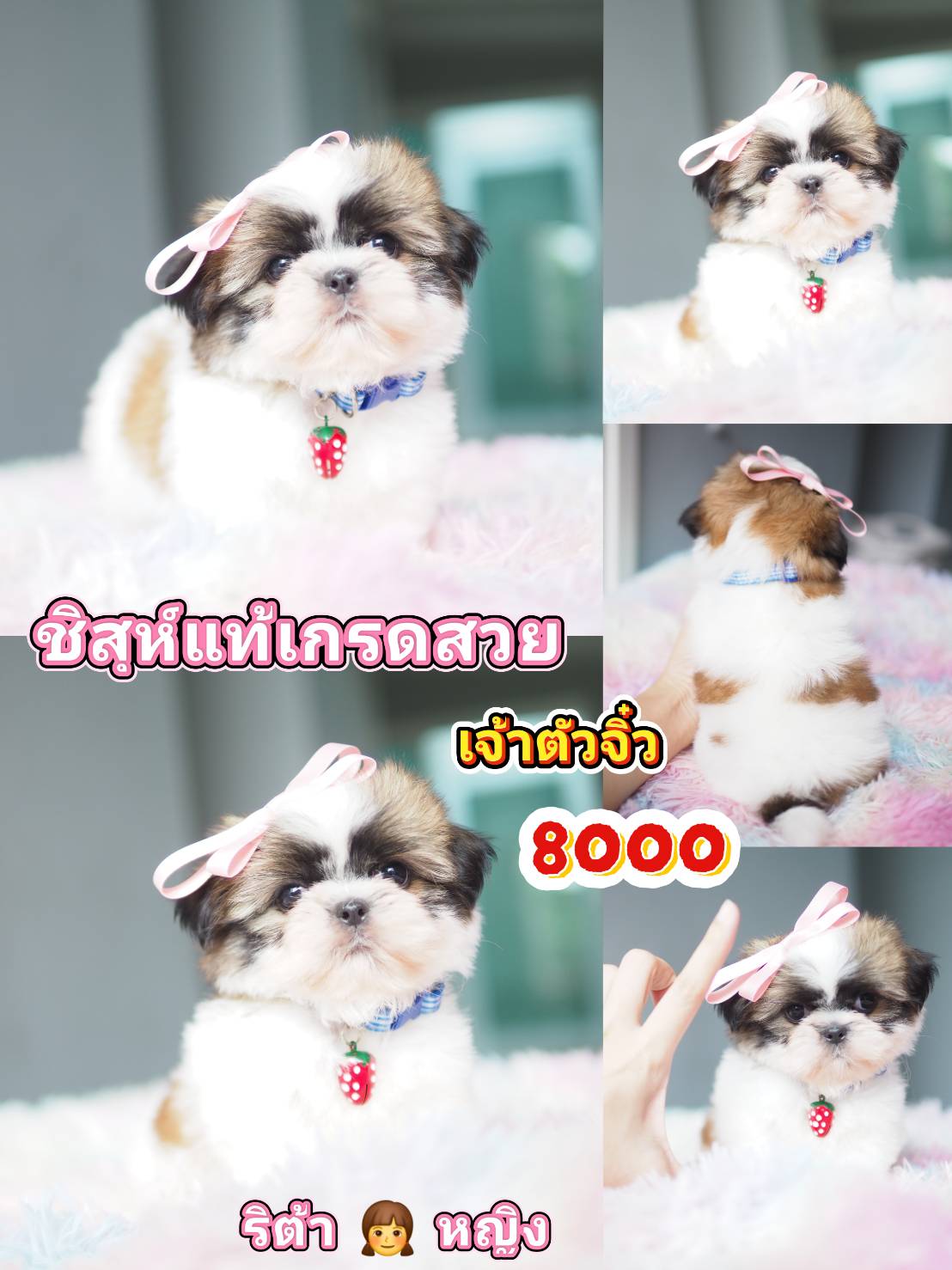 ก.กิ๊ฟซ่าชิสุห์