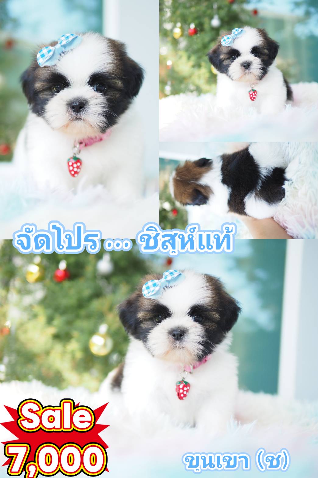 ชิสุห์ โปร