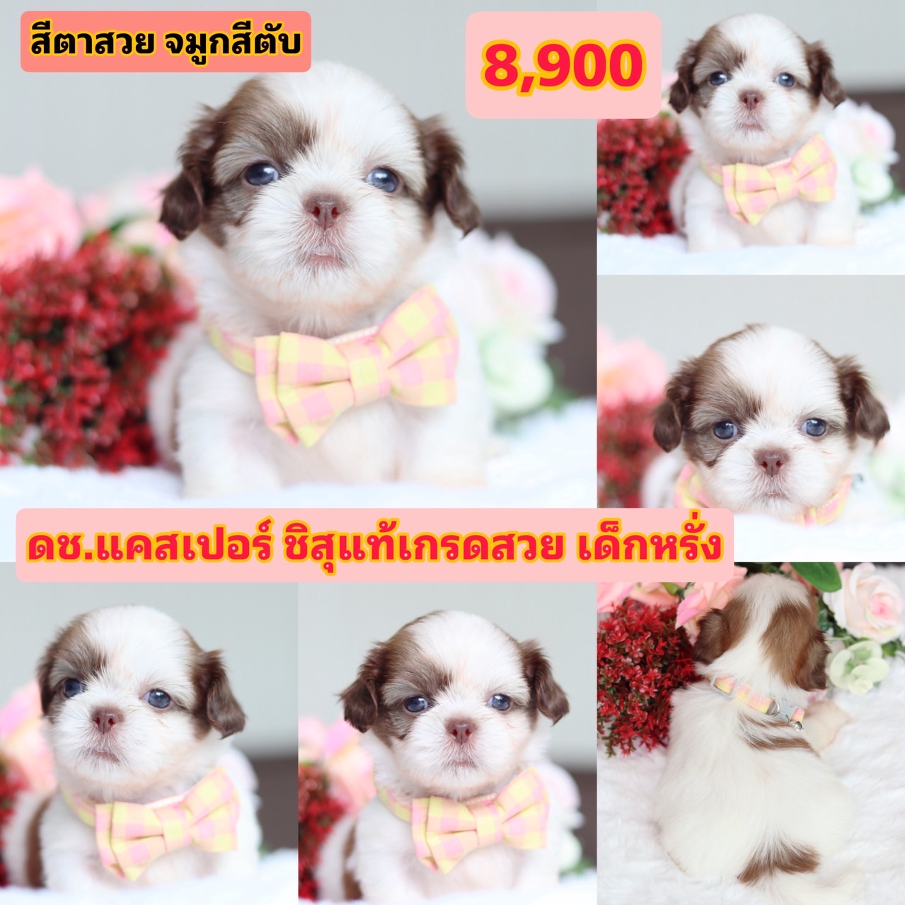 ชิสุแท้เกรดสวย