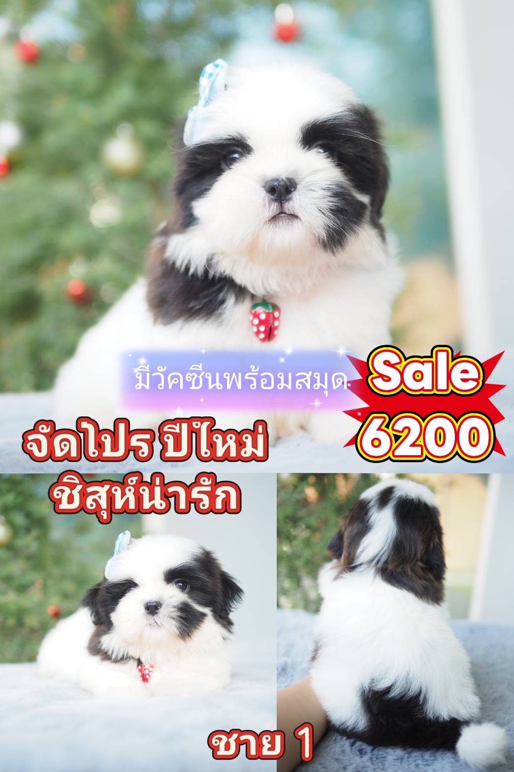 ชิสุแท้ พร้อมวัคซีน