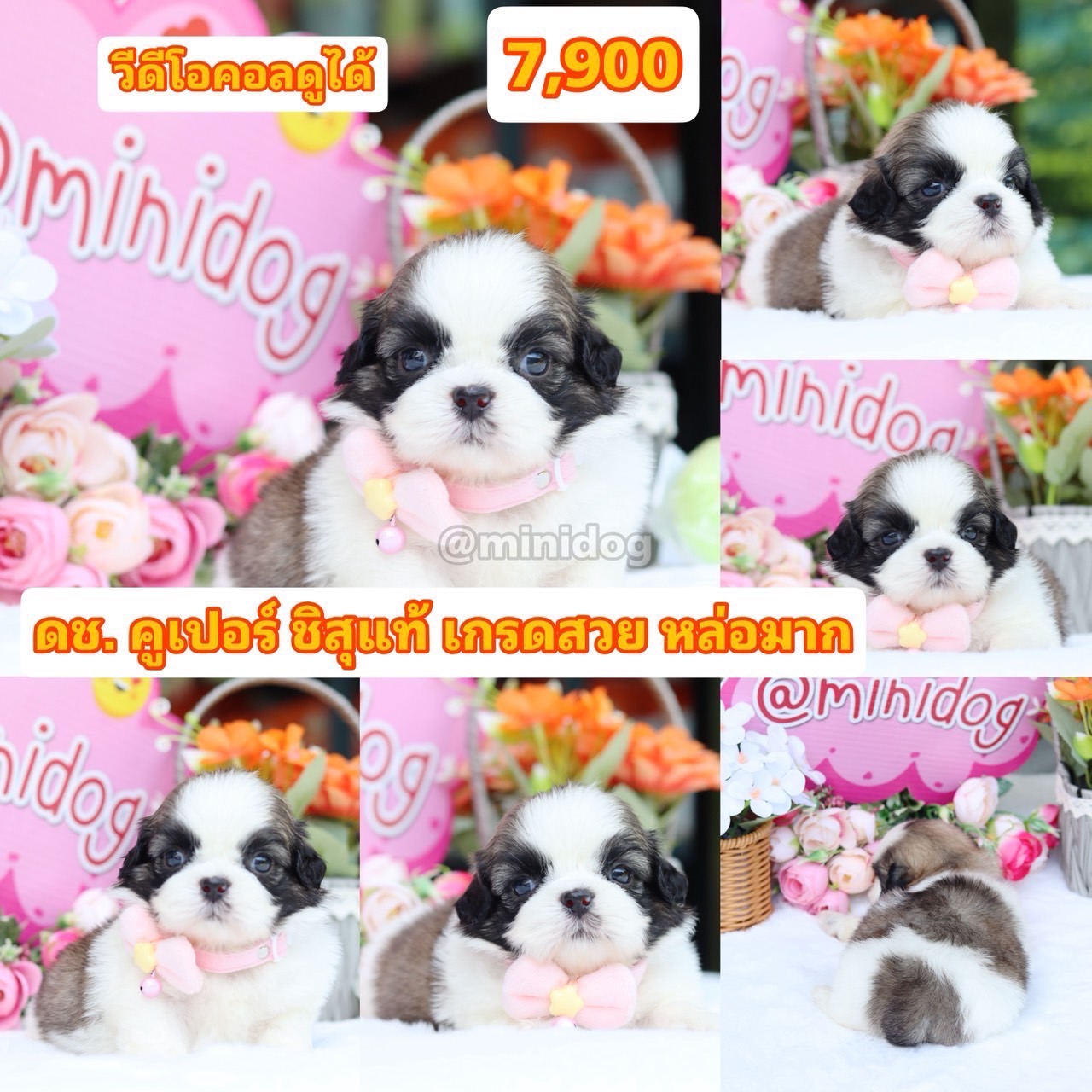 ชิสุแท้เกรดสวย