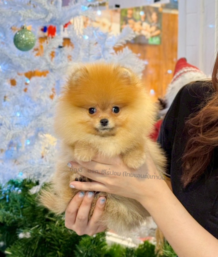 ปอมแท้ ปอมหน้าหมี HRF-10525 เพศหญิง สีส้ม ตัวจิ๋วตัวเล็ก แก้มอ้วน น่าฟัดมาก ๆ ตอ...