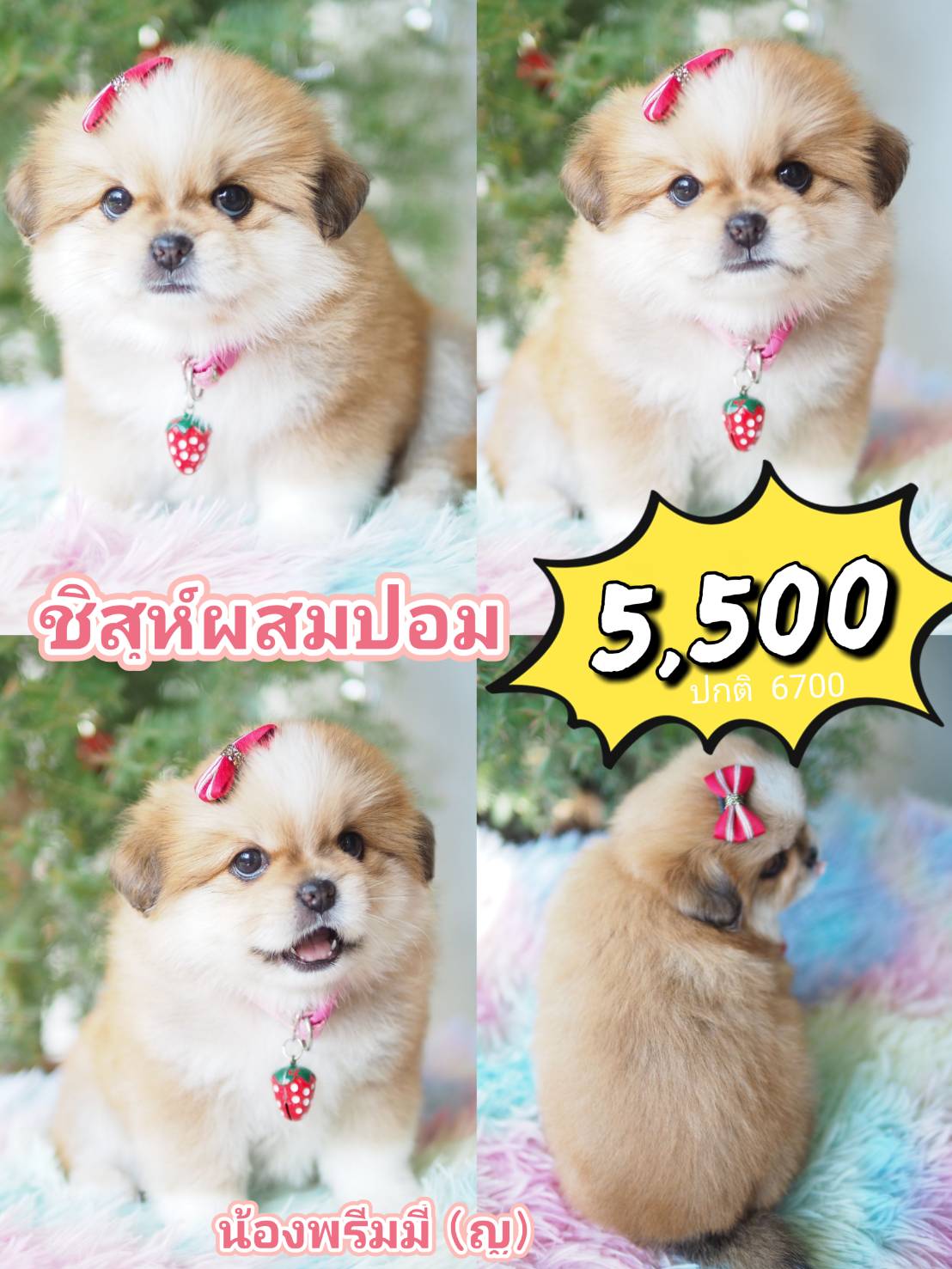 กิ๊ฟซ่า ชิสุห์