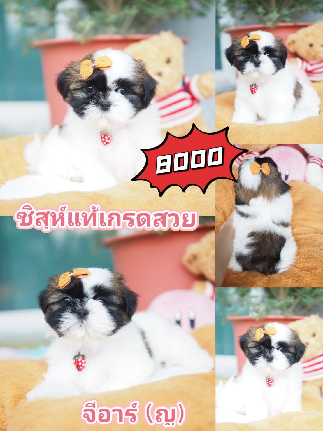 กิ๊ฟซ่าชิสุห์ มาแล้ว