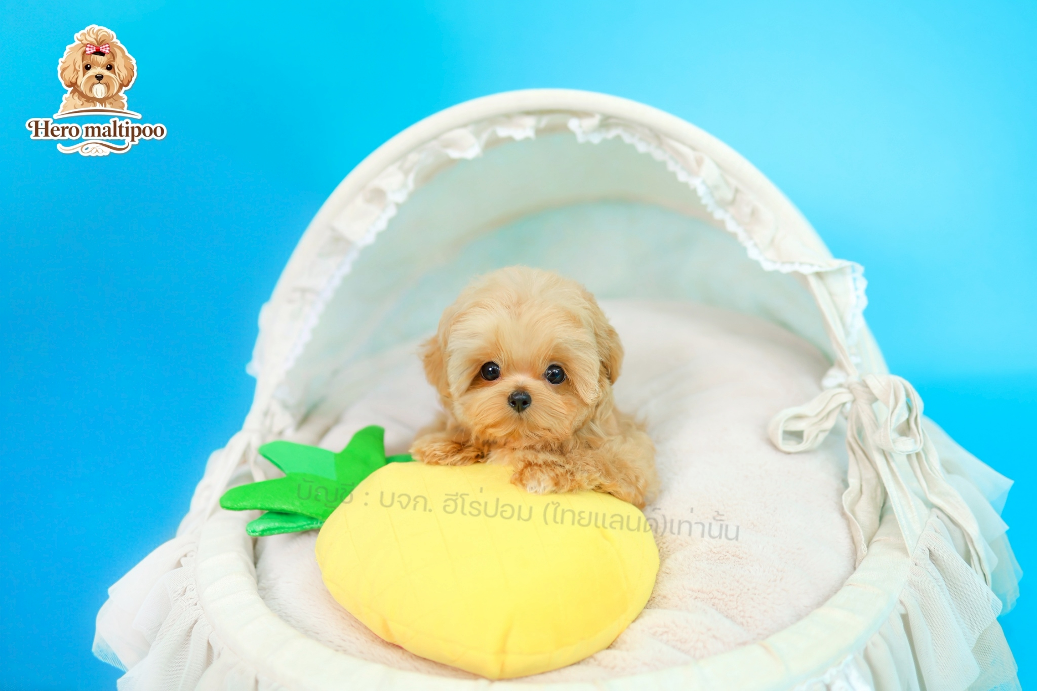 มอลติพู MTP-F-63619 เพศหญิง สีแชมเปญ หน้าตาน่ารัก ขาสั้น ขนแน่นฟู ขี้เล่นมาก ตัว...