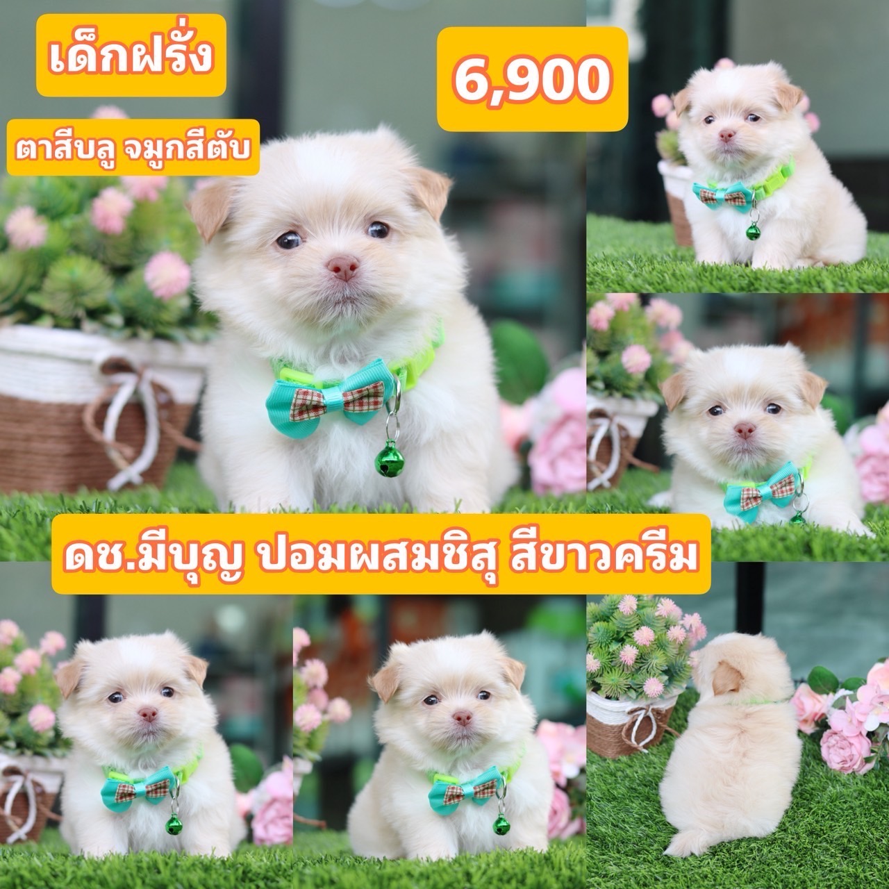 ชิสุผสมปอม