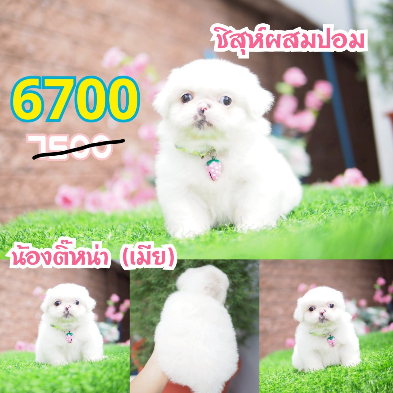 ชิสุ กิ๊ฟซ่า