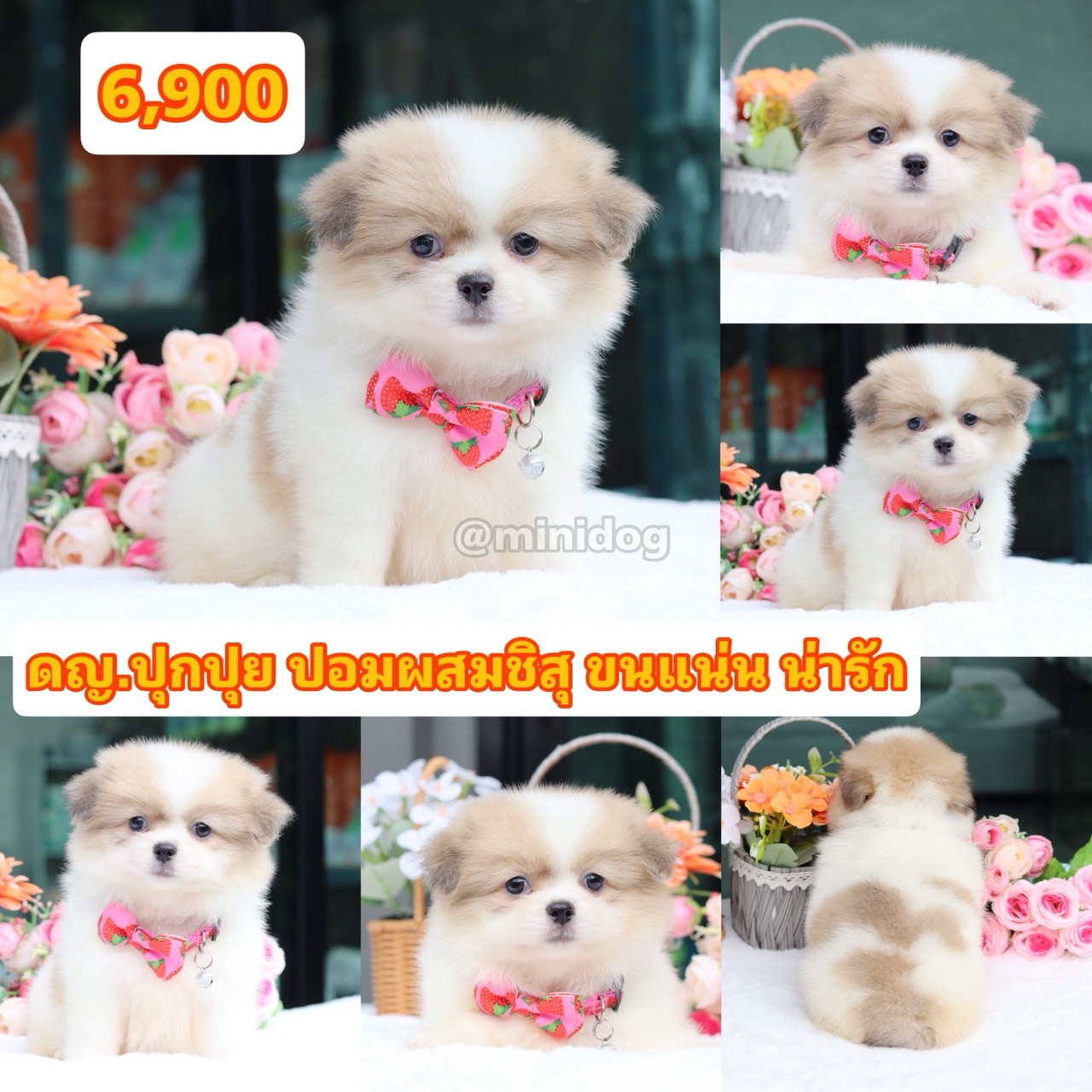ชิสุผสมปอม