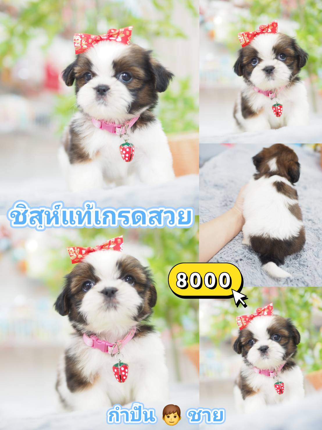 Shihtzu