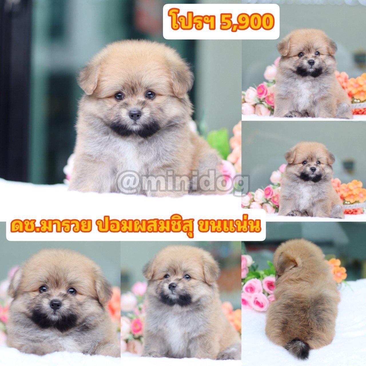 ชิสุผสมปอม