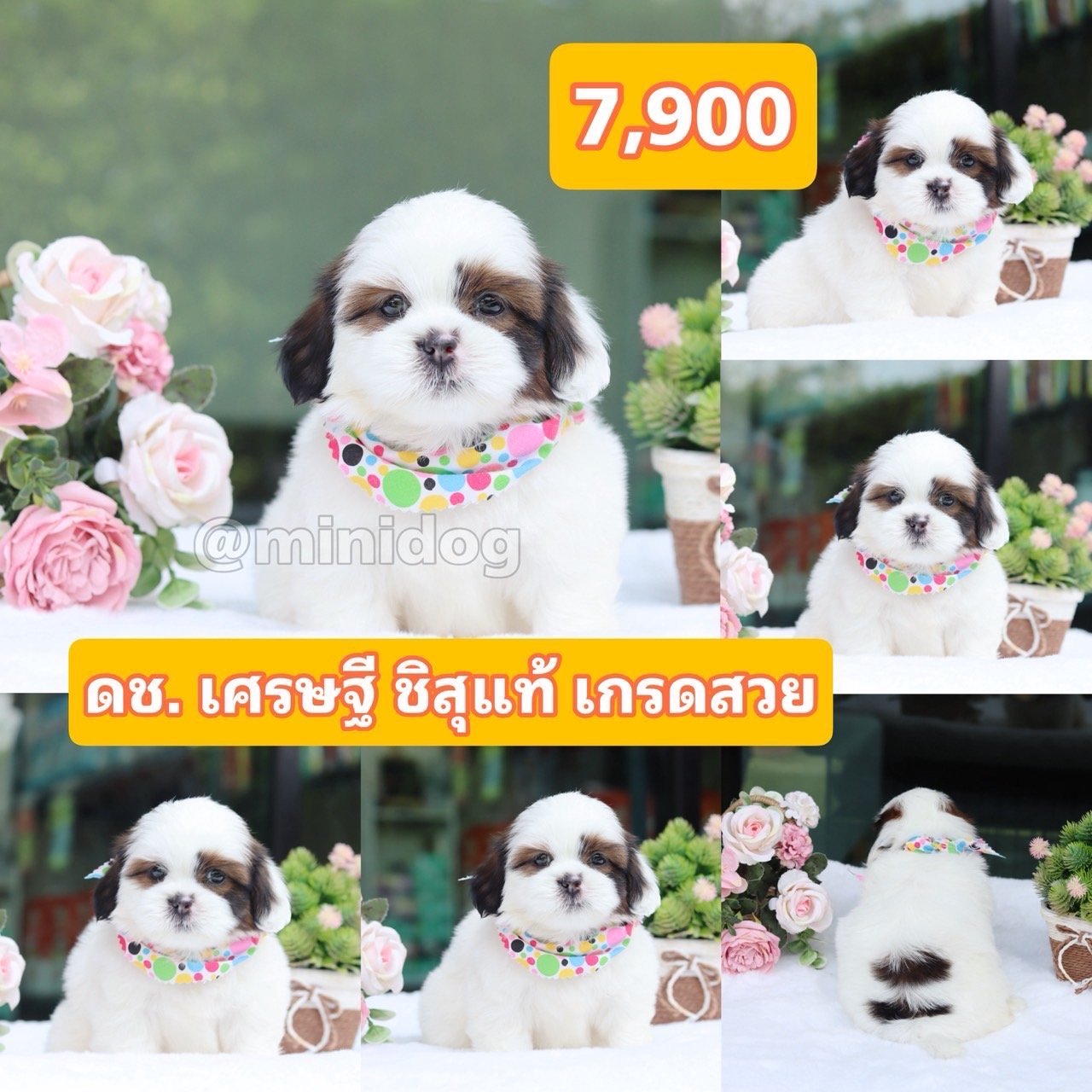 ชิสุแท้เกรดสวย