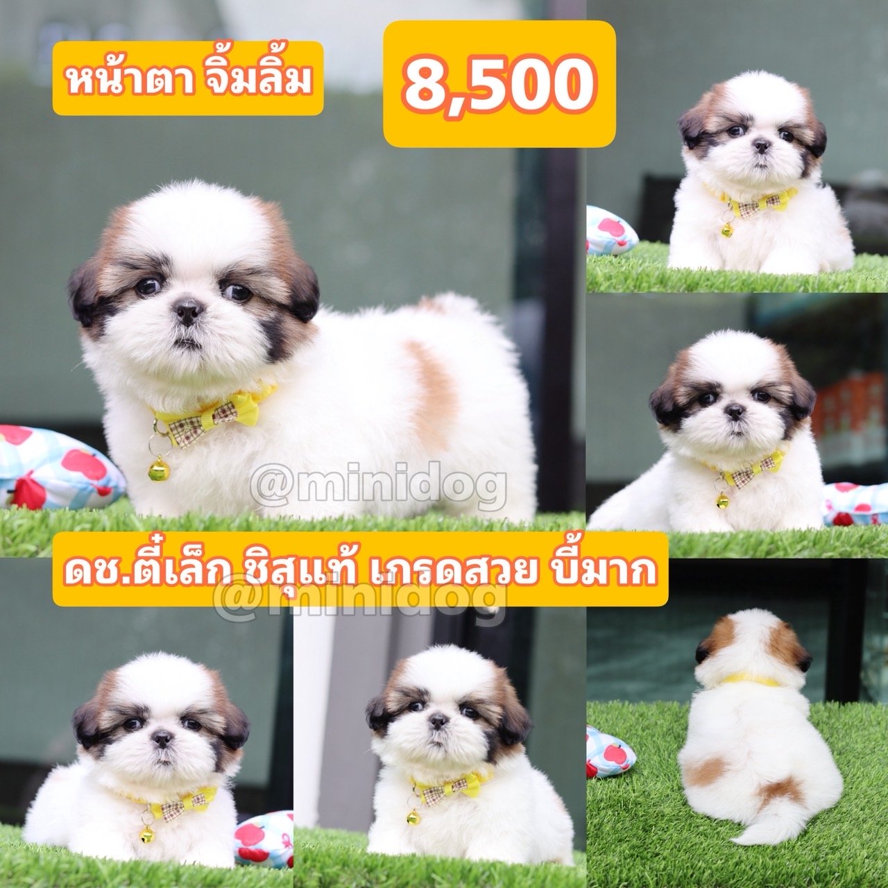 ชิสุแท้เกรดสวย